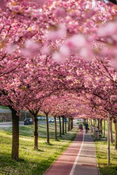  Japonske češnje v polnem razcvetu
